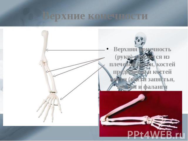 Верхние конечности Верхняя конечность (руки) слагается из плечевой кости, костей предплечья и костей кисти (кости запястья, пястья и фаланги пальцев).