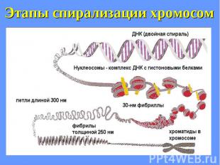Этапы спирализации хромосом