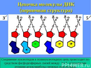 Цепочка молекулы ДНК (первичная структура)