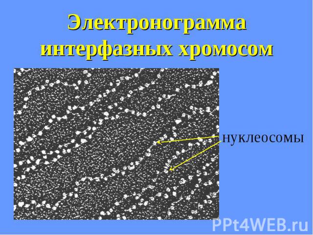 Электронограмма интерфазных хромосом