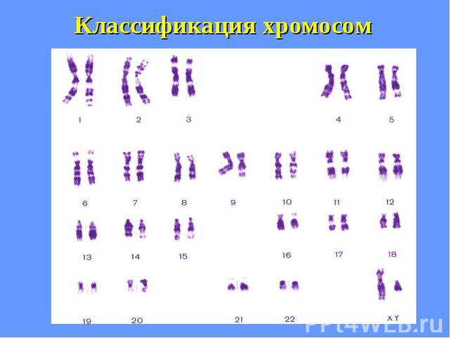 Классификация хромосом