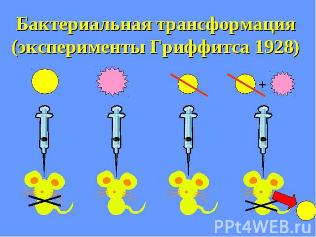 Бактериальная трансформация (эксперименты Гриффитса 1928)