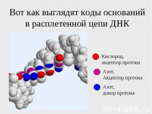 Вот как выглядят коды оснований в расплетенной цепи ДНК