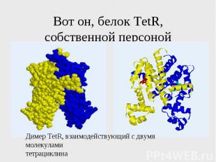 Вот он, белок TetR, собственной персоной