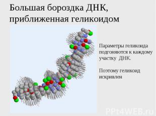 Большая бороздка ДНК, приближенная геликоидом