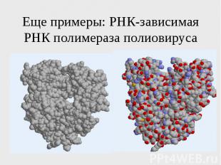 Еще примеры: РНК-зависимая РНК полимераза полиовируса