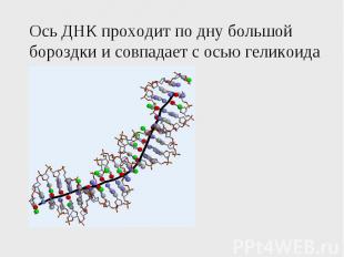 Ось ДНК проходит по дну большой бороздки и совпадает с осью геликоида