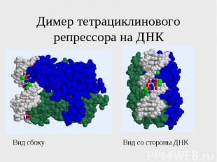 Димер тетрациклинового репрессора на ДНК