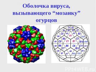 Оболочка вируса, вызывающего “мозаику” огурцов