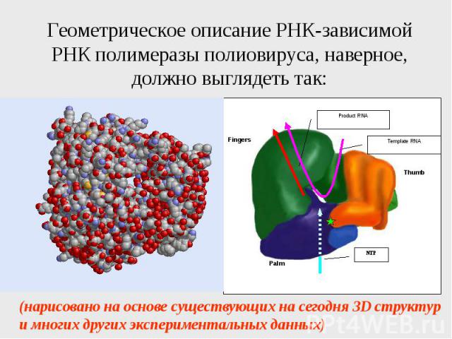 Геометрическое описание РНК-зависимой РНК полимеразы полиовируса, наверное, должно выглядеть так: