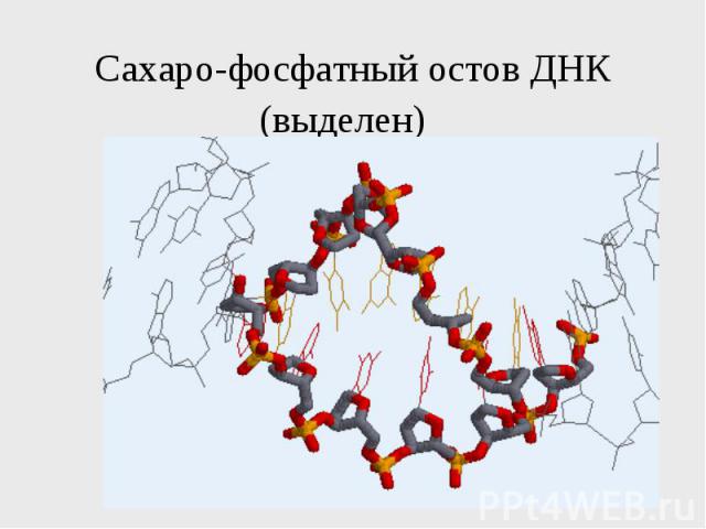 Сахаро-фосфатный остов ДНК (выделен)