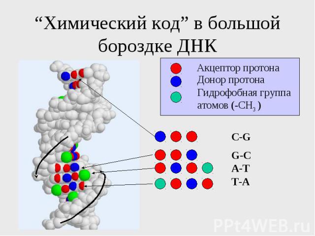 “Химический код” в большой бороздке ДНК