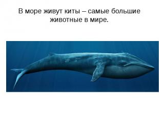 В море живут киты – самые большие животные в мире.