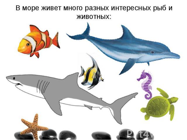 В море живет много разных интересных рыб и животных: