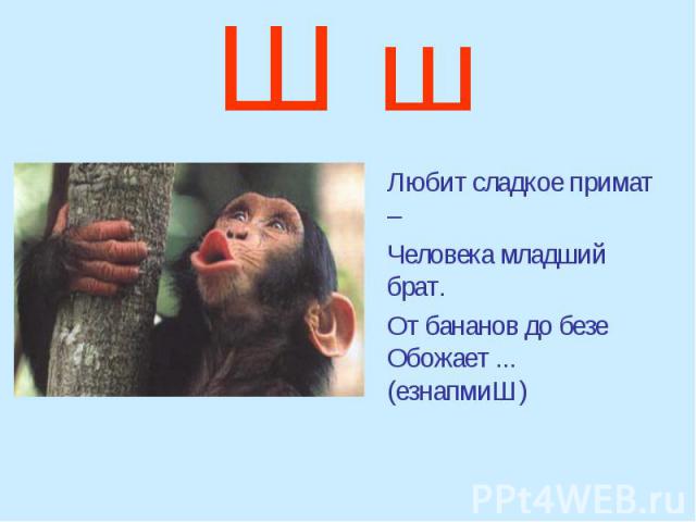 Ш ш Любит сладкое примат – Человека младший брат. От бананов до безе Обожает ... (езнапмиШ)