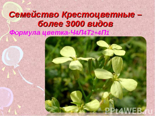 Семейство Крестоцветные – более 3000 видов Формула цветка-Ч4Л4Т2+4П1