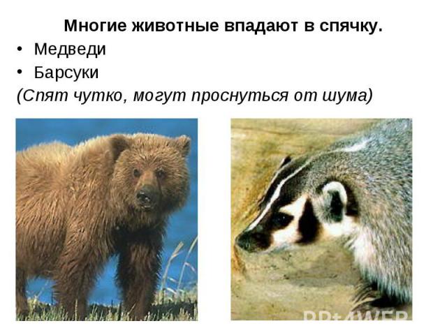 Медведи Медведи Барсуки (Спят чутко, могут проснуться от шума)