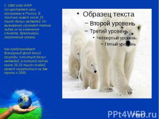 С 1988 года WWF осуществляет свои программы в России. В Арктике живет около 25 т