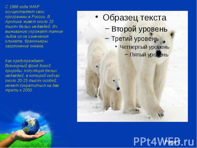 С 1988 года WWF осуществляет свои программы в России. В Арктике живет около 25 тысяч белых медведей. Их выживанию угрожает таяние льдов из-за изменения климата, браконьеры, загрязнение океана. Как предупреждает Всемирный фонд дикой природы, популяци…