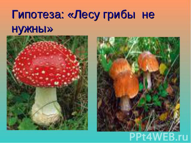Гипотеза: «Лесу грибы не нужны»