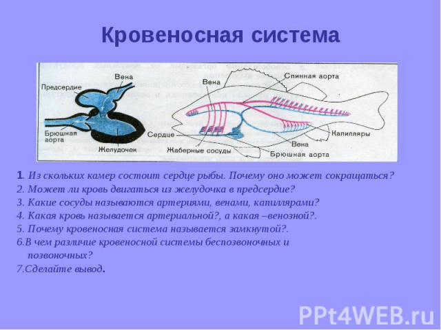 1. Из скольких камер состоит сердце рыбы. Почему оно может сокращаться? 1. Из скольких камер состоит сердце рыбы. Почему оно может сокращаться? 2. Может ли кровь двигаться из желудочка в предсердие? 3. Какие сосуды называются артериями, венами, капи…