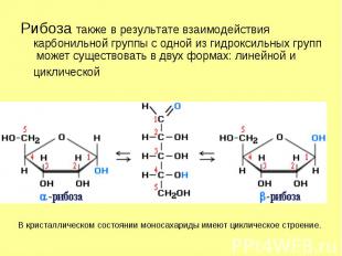 Рибоза также в результате взаимодействия карбонильной группы с одной из гидрокси
