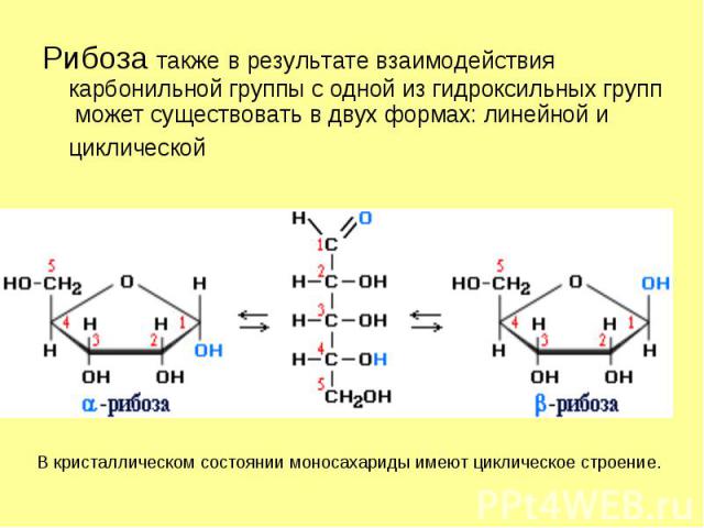 Рибоза также в результате взаимодействия карбонильной группы с одной из гидроксильных групп может существовать в двух формах: линейной и циклической Рибоза также в результате взаимодействия карбонильной группы с одной из гидроксильных групп может су…