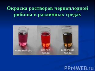 Окраска растворов черноплодной рябины в различных средах