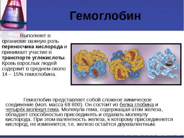 Гемоглобин Выполняет в организме важную роль переносчика кислорода и принимает участие в транспорте углекислоты. Кровь взрослых людей содержит в среднем около 14 – 15% гемоглобина.