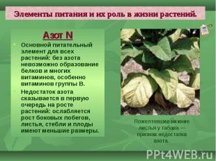 Азот N Азот N Основной питательный элемент для всех растений: без азота невозмож