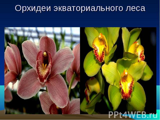 Орхидеи экваториального леса