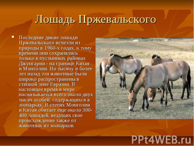 Лошадь Пржевальского Последние дикие лошади Пржевальского исчезли из природы в 1960-х годах, к тому времени они сохранялись только в пустынных районах Джунгарии - на границе Китая и Монголии. Но тысячу и более лет назад эти животные были широко расп…