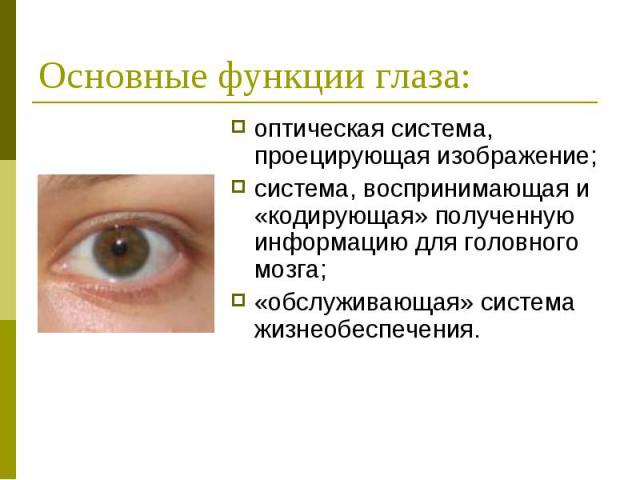 Основные функции глаза: оптическая система, проецирующая изображение; система, воспринимающая и «кодирующая» полученную информацию для головного мозга; «обслуживающая» система жизнеобеспечения.