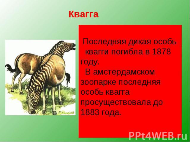 Квагга, обитавшая на юге Африки, была удивительным парнокопытным. Спереди она имела полосатую расцветку, как у зебры, сзади — гнедой окрас лошади. Квагга, обитавшая на юге Африки, была удивительным парнокопытным. Спереди она имела полосатую расцветк…