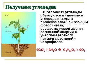 В растениях углеводы образуются из двуокиси углерода и воды в процессе сложной р