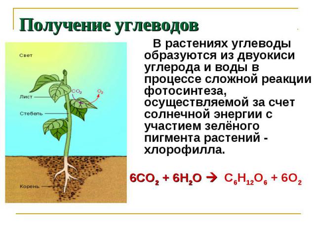 В растениях углеводы образуются из двуокиси углерода и воды в процессе сложной реакции фотосинтеза, осуществляемой за счет солнечной энергии с участием зелёного пигмента растений - хлорофилла. В растениях углеводы образуются из двуокиси углерода и в…