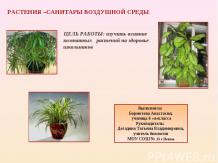 Растения - санитары воздушной среды