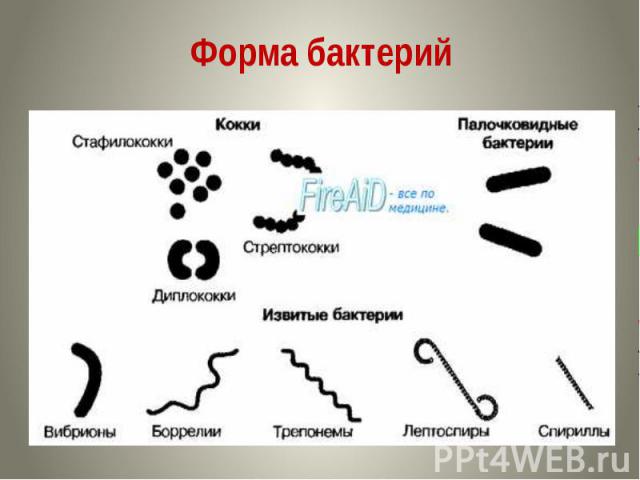 Форма бактерий