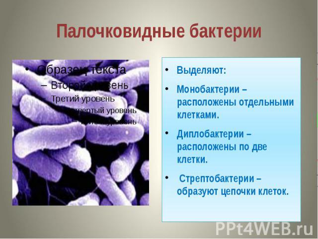 Палочковидные бактерии Выделяют: Монобактерии – расположены отдельными клетками. Диплобактерии – расположены по две клетки. Стрептобактерии –образуют цепочки клеток.