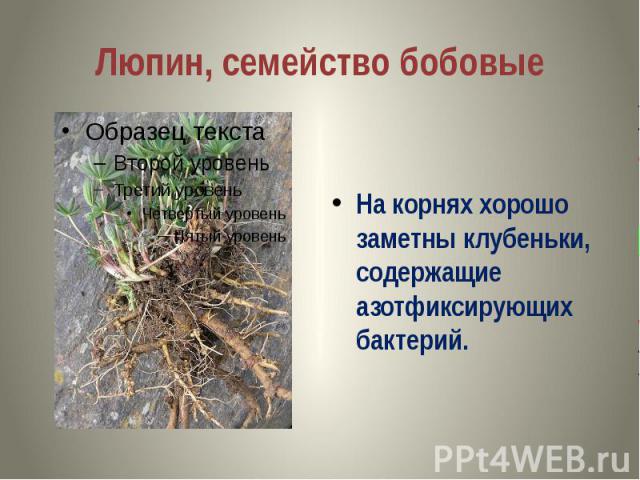 Люпин, семейство бобовые На корнях хорошо заметны клубеньки, содержащие азотфиксирующих бактерий.