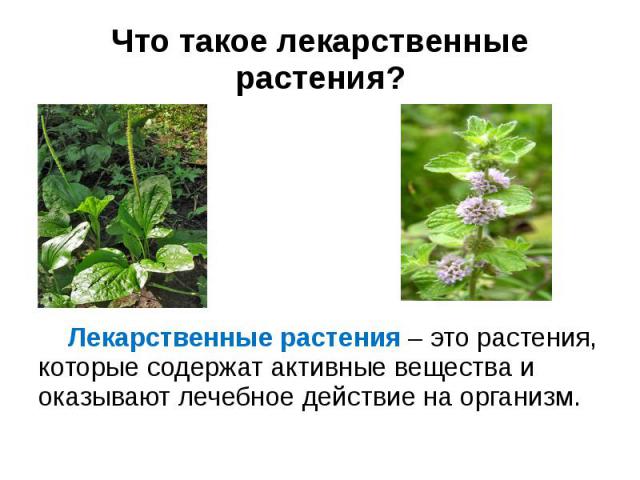 Что такое лекарственные растения? Лекарственные растения – это растения, которые содержат активные вещества и оказывают лечебное действие на организм.