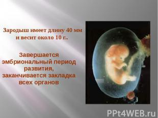 Завершается эмбриональный период развития, заканчивается закладка всех органов