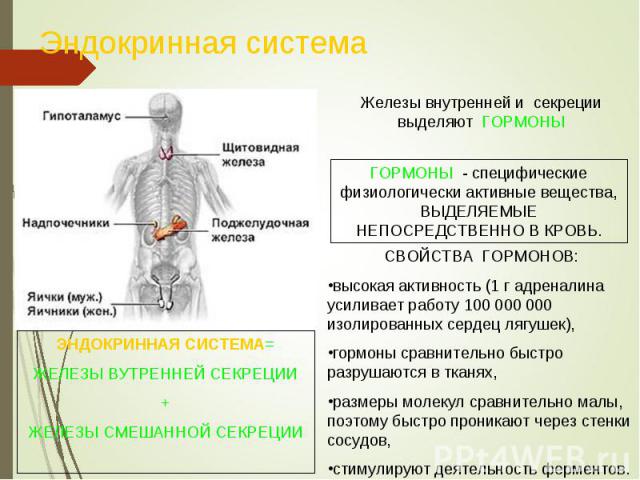 Эндокринная система картинки красивые