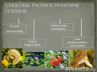 Функция плодового. Функции плодов. Функции плода у растений. Способы распространения плодов анемохория. Гидрохория.