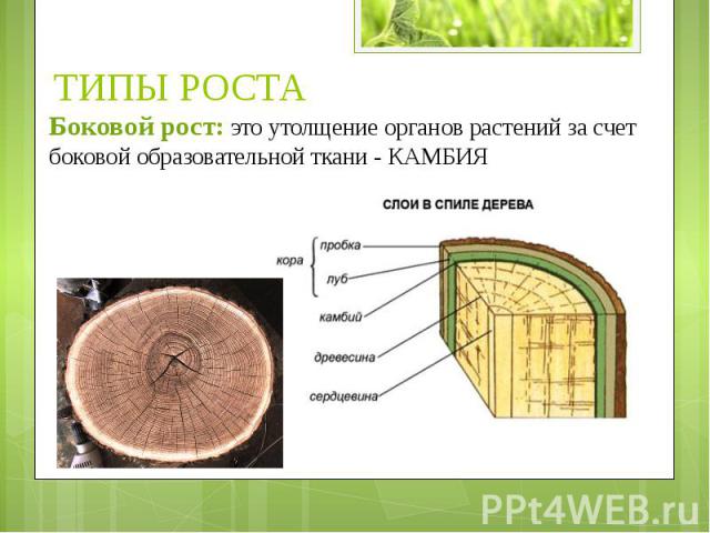 ТИПЫ РОСТА Боковой рост: это утолщение органов растений за счет боковой образовательной ткани - КАМБИЯ