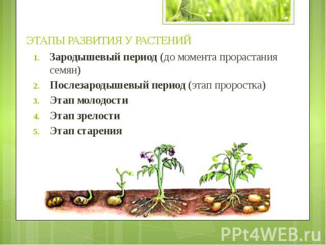 Этапы роста растений для дошкольников в картинках