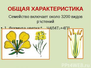 ОБЩАЯ ХАРАКТЕРИСТИКА Семейство включает около 3200 видов растений 1. Формула цве