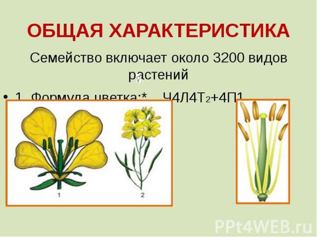 ОБЩАЯ ХАРАКТЕРИСТИКА Семейство включает около 3200 видов растений 1. Формула цветка:* Ч4Л4Т2+4П1