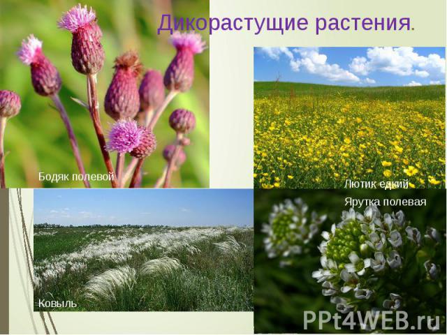 Дикорастущие растения.