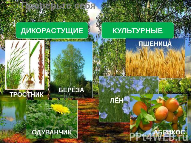 Презентация значение культурных растений в жизни человека